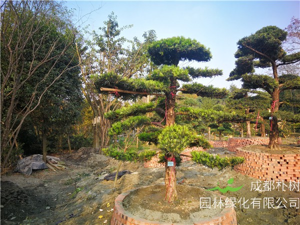 成都市-温江区苗木基地直销的18公分罗汉松价格有什么变化吗？